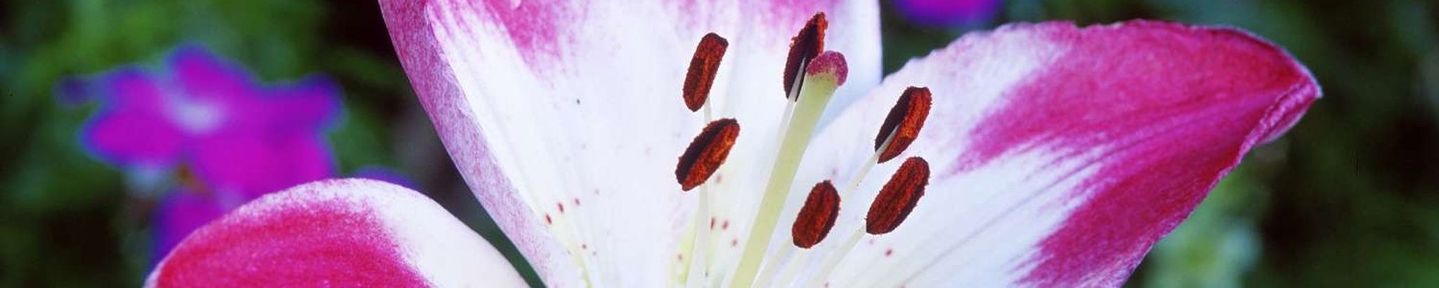 Cover photo for Amelia Madrid's Obituary