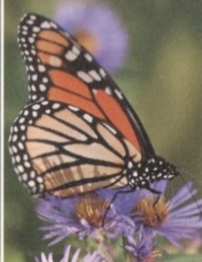 Amy E. Leman Profile Photo