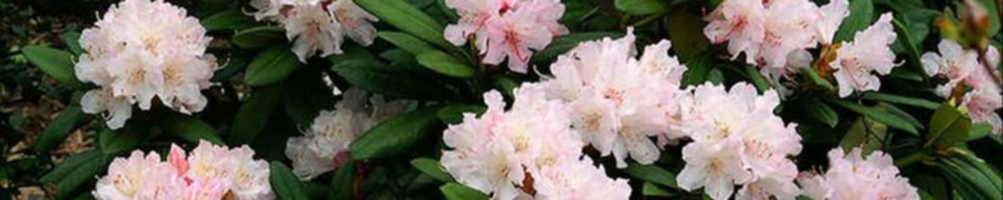 Cover for Anne M Mincey's Obituary