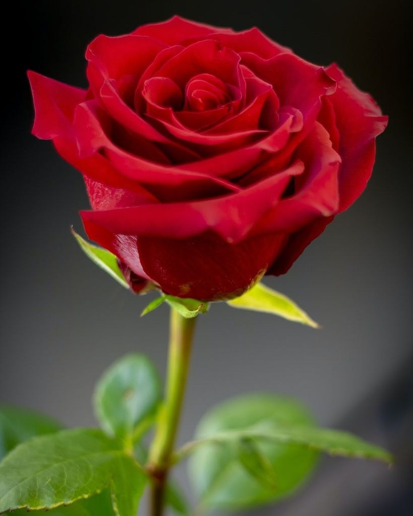 Mary Ann Howard Profile Photo