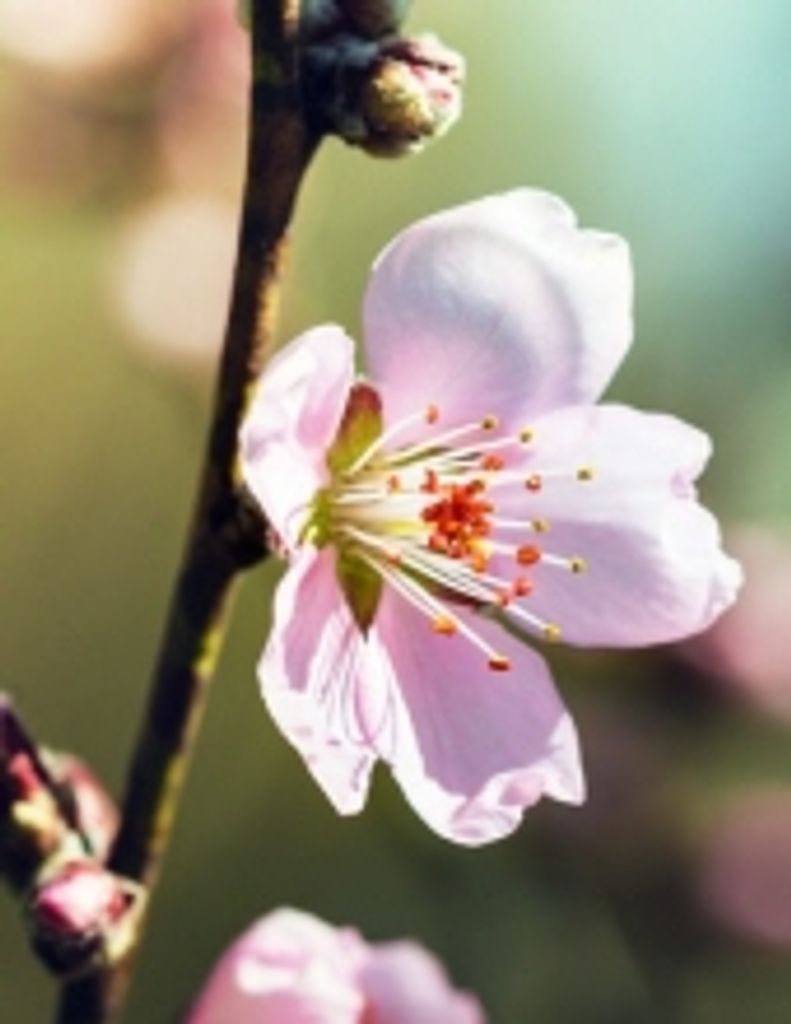 Irene Audrey Olson Sweeney