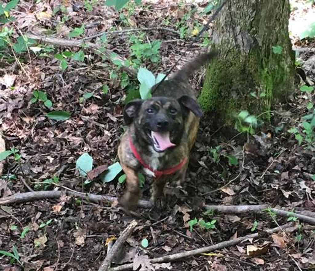 Niles "Puppers" Ford Profile Photo