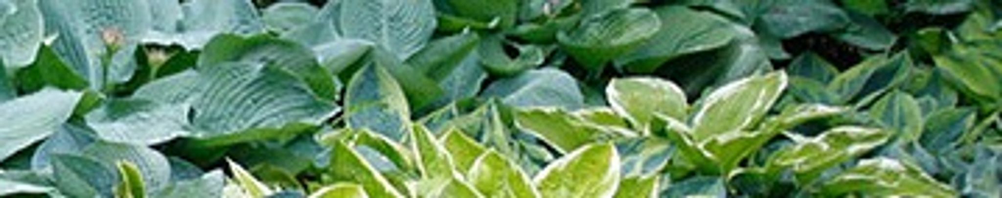 Cover for Leonard Golembiewski's Obituary