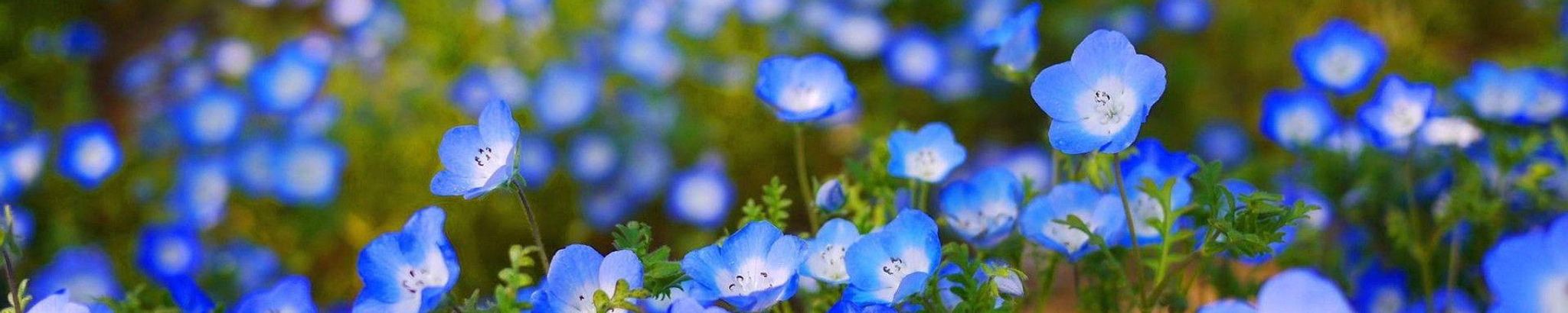 Cover for Renee Kay Williams's Obituary