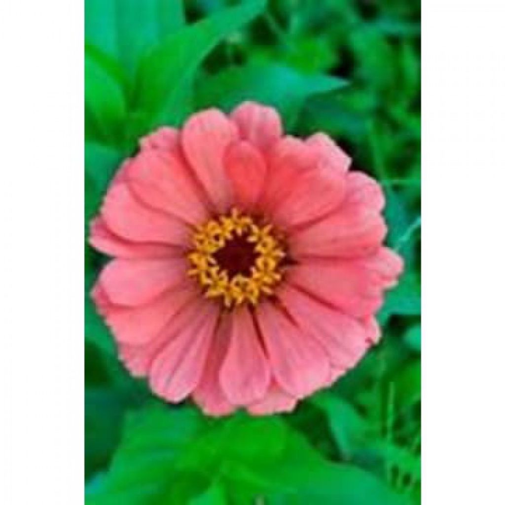 Heather Agnes Wike Profile Photo