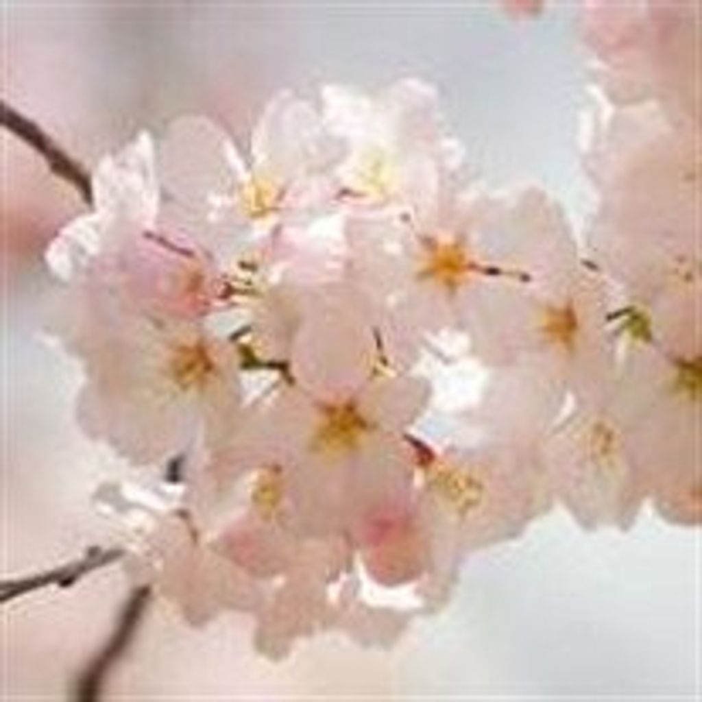 Ethel  Saluk Schneider