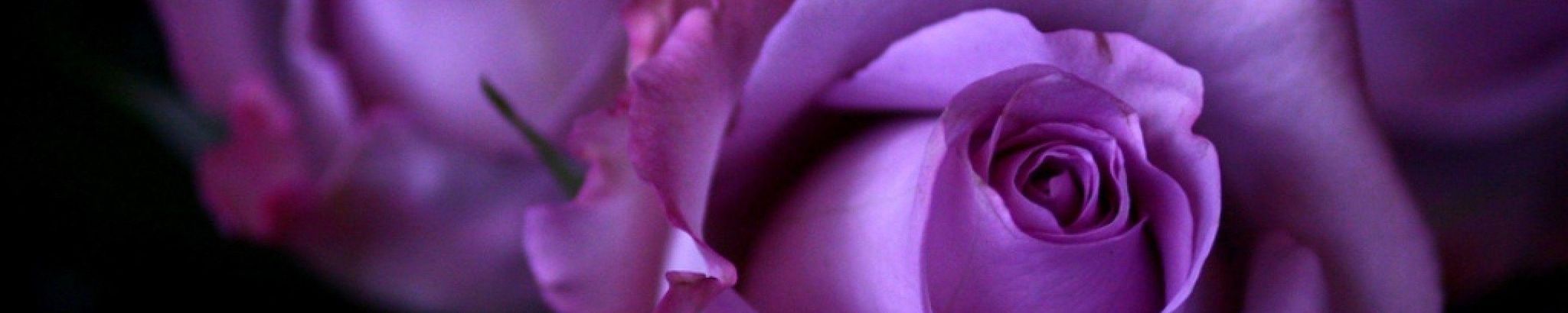 Cover photo for Rose Todd's Obituary