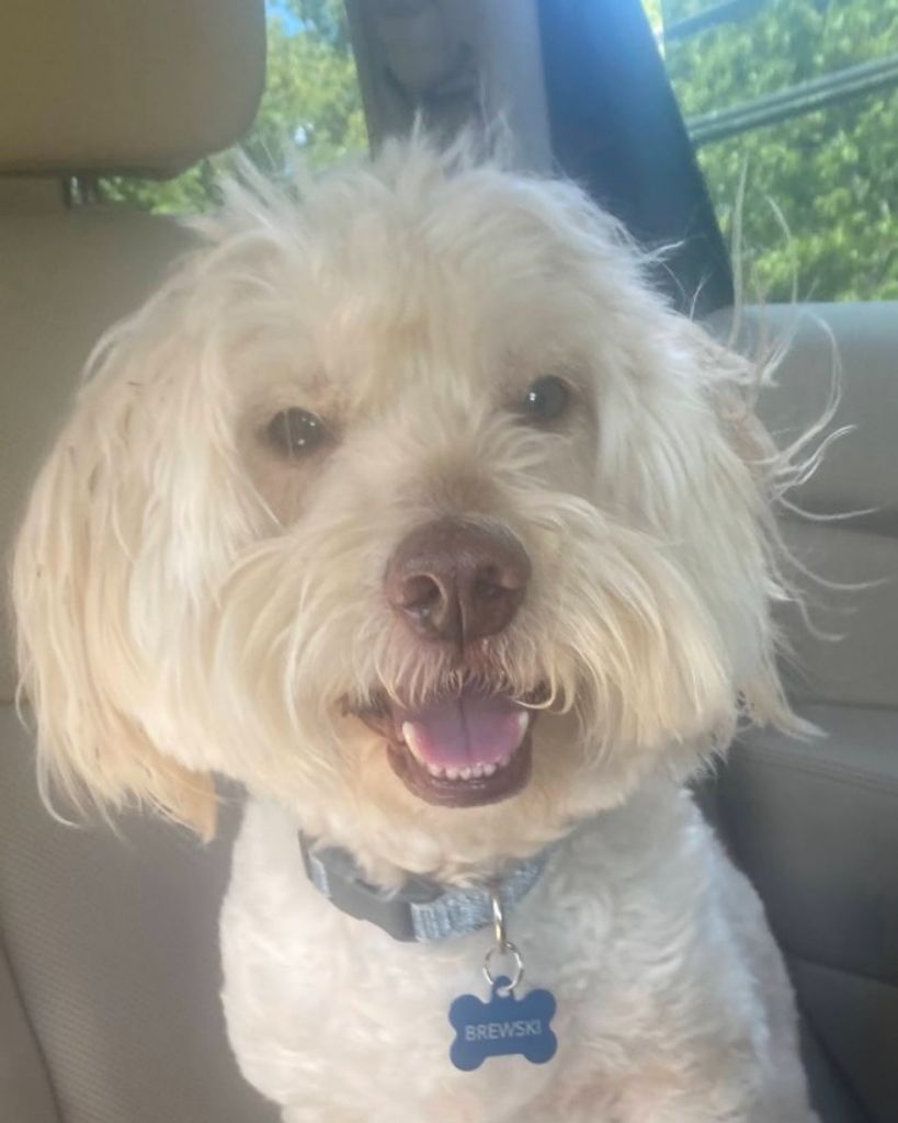 Brewski Phipps Profile Photo