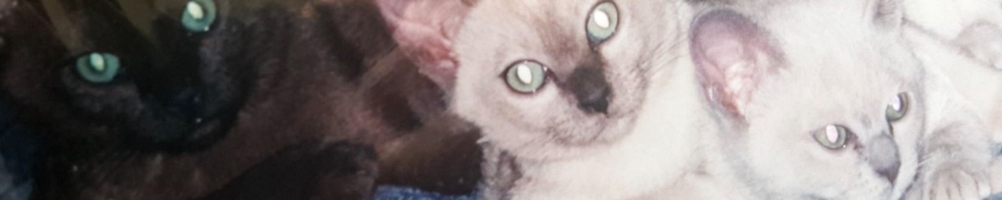 Cover for Donna Hardy's Obituary