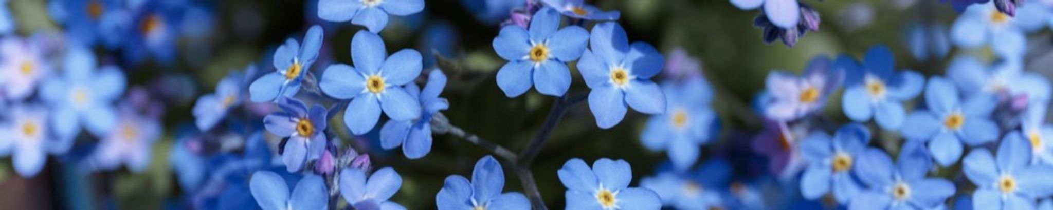 Cover photo for Gloria Balderrama's Obituary