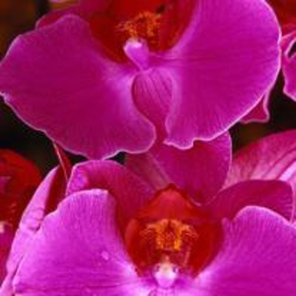 Mildred L Millay
