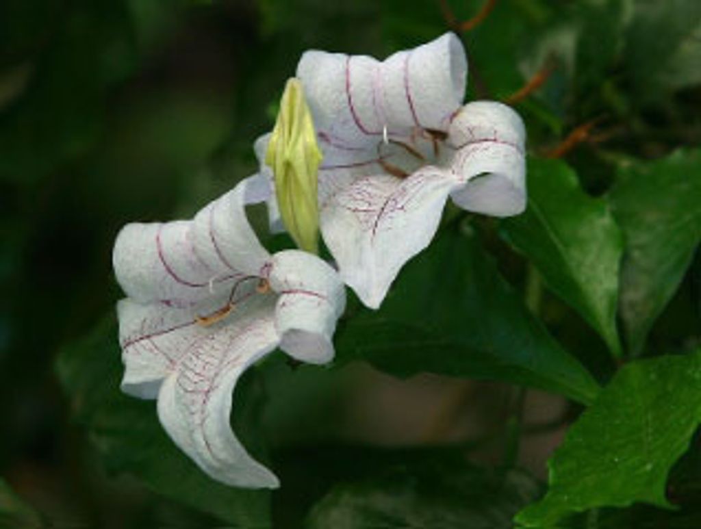 Thomas Stewart Profile Photo