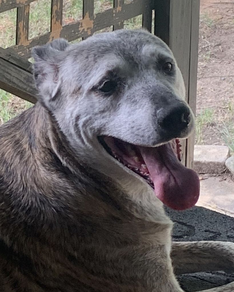 Puddin Efird Profile Photo