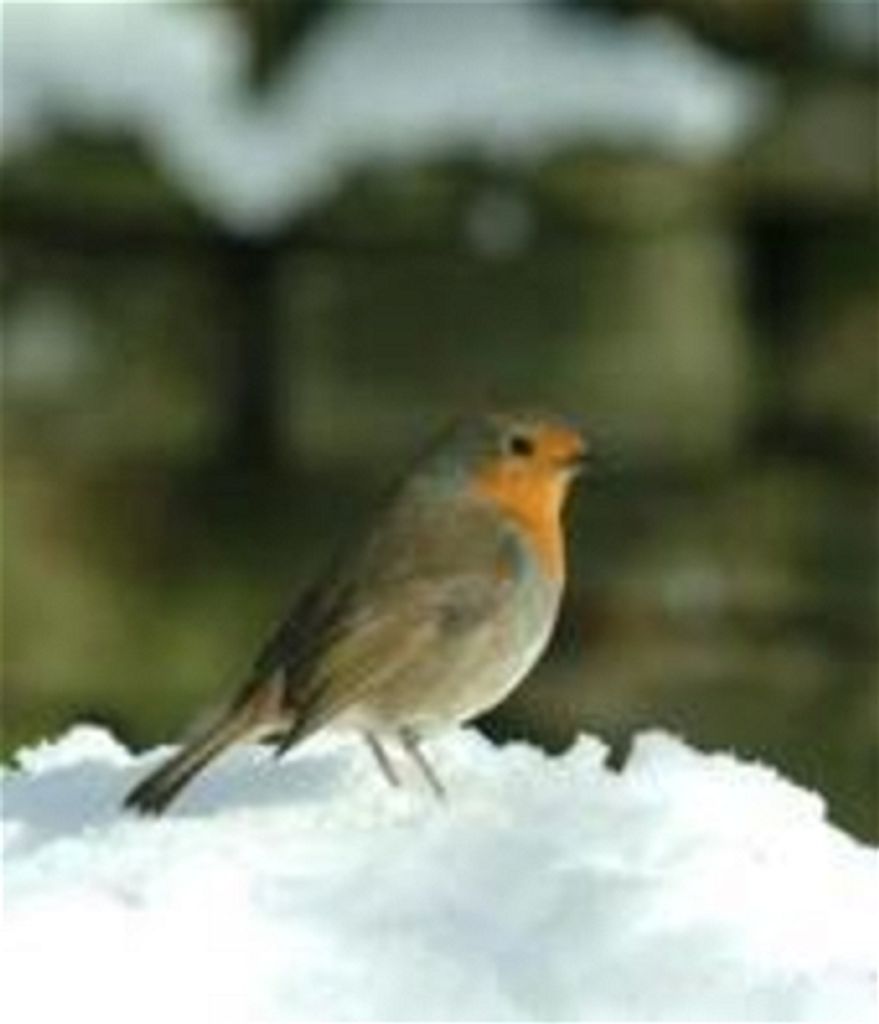 Katherine Louise Fletcher