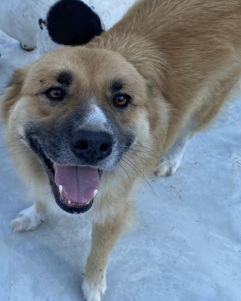 Buddy Amason Profile Photo