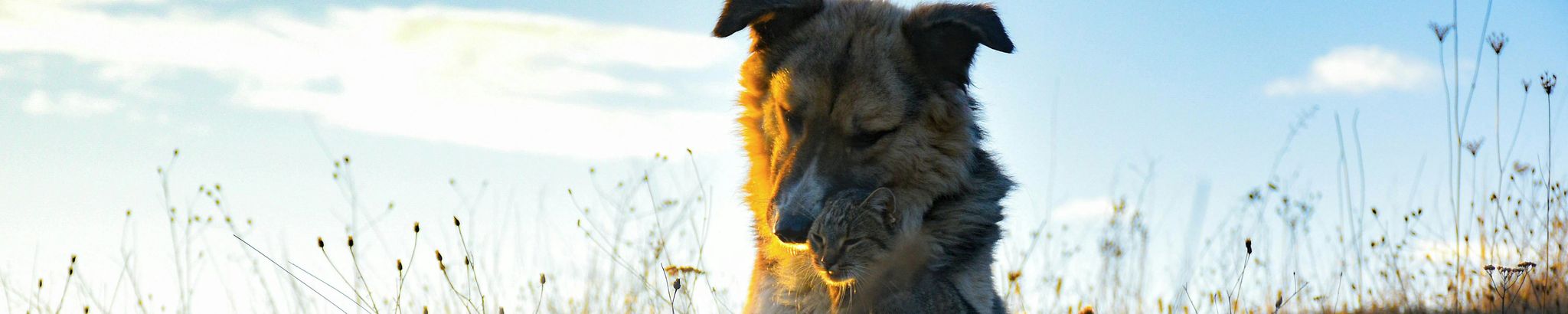 Cover for Kim Heller's Obituary