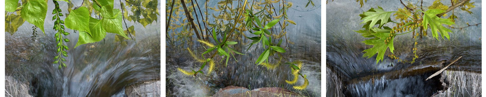 Cover for Ann-Marie Rose's Obituary