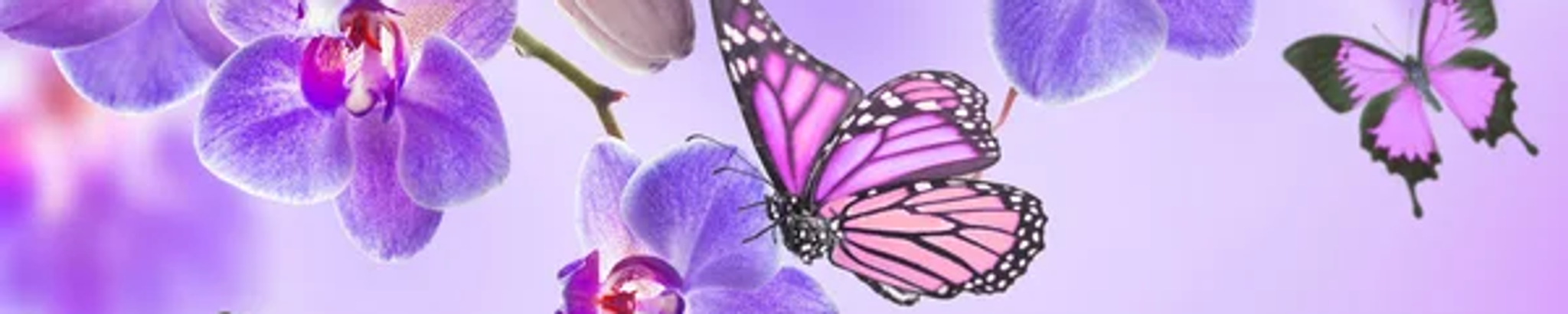 Cover photo for Judith Ann Evans's Obituary