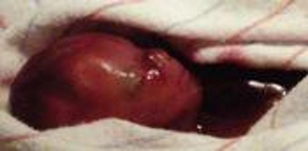 Quint Alexander O'Pry