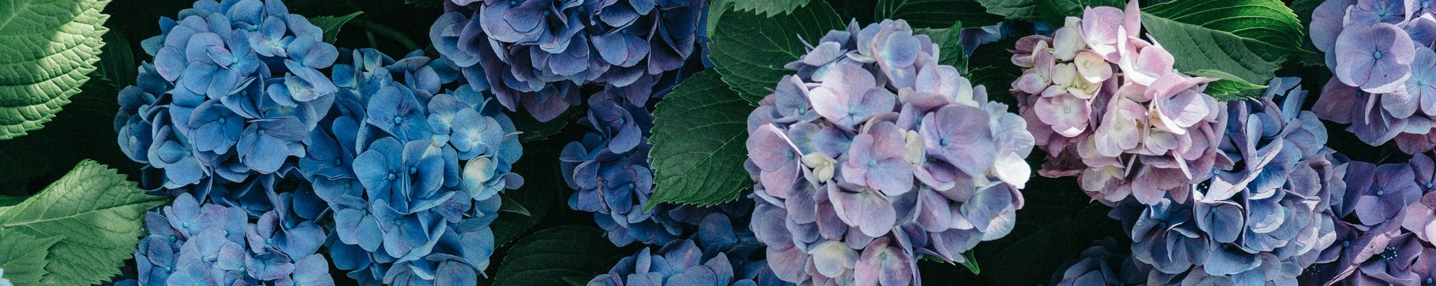 Cover photo for Elizabeth Venant's Obituary