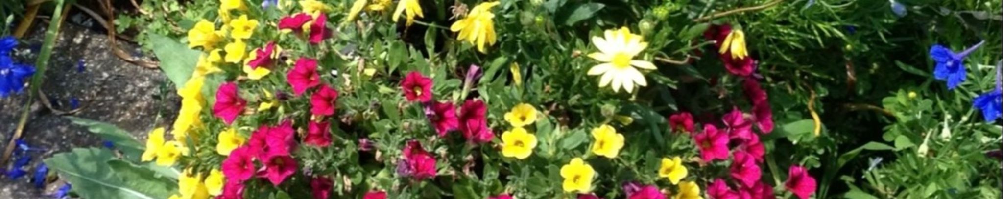 Cover photo for Delores Jurrens's Obituary