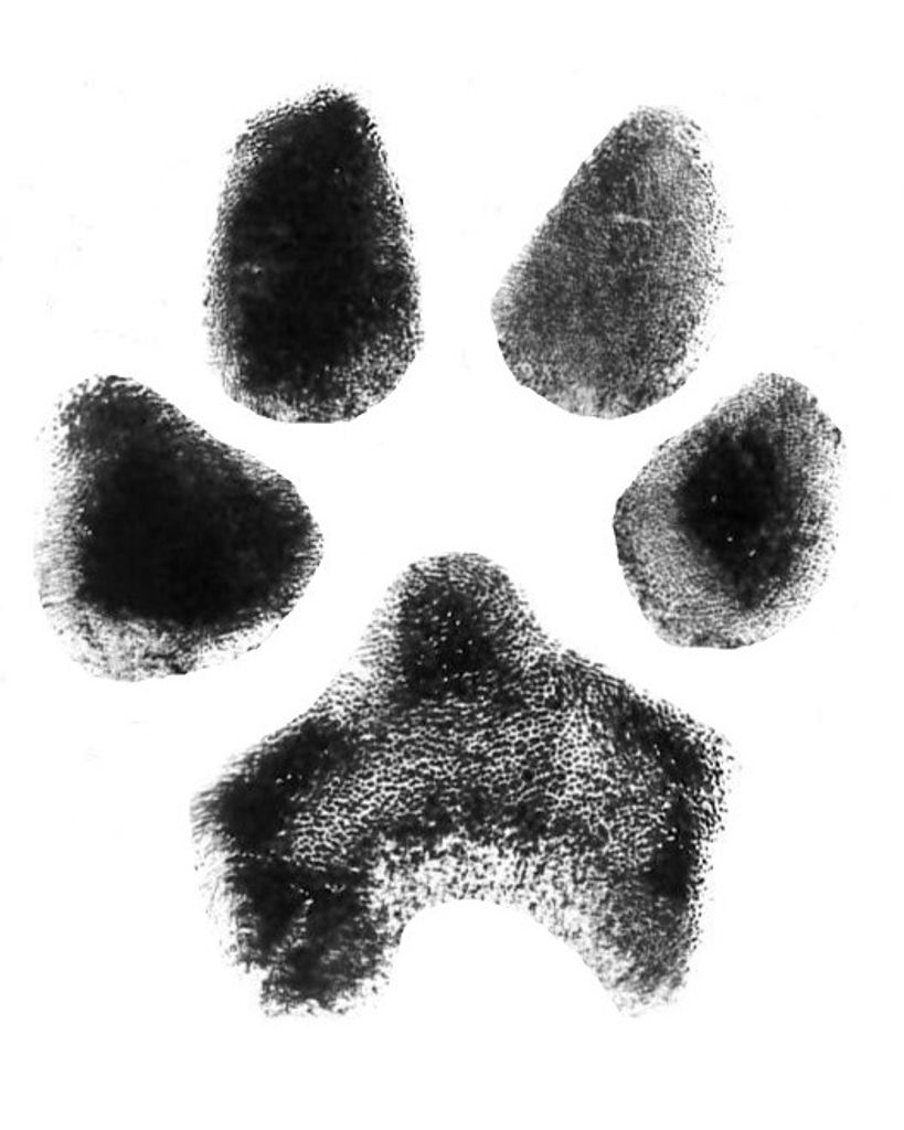 Koda Flowers Profile Photo