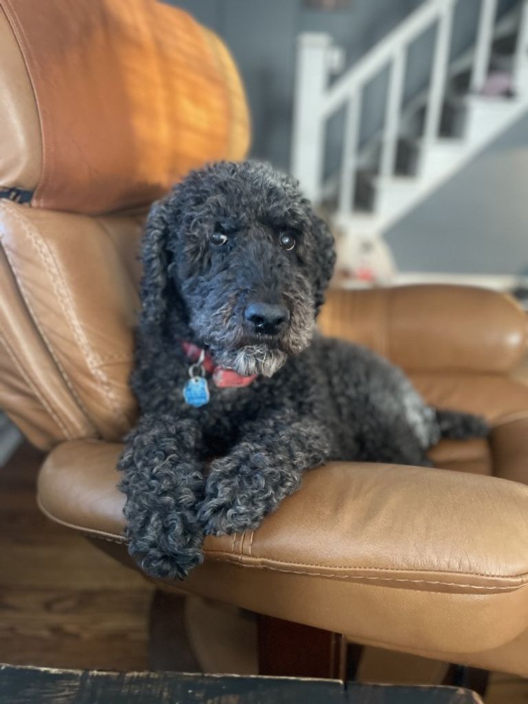 Cosby Thunder Sanders