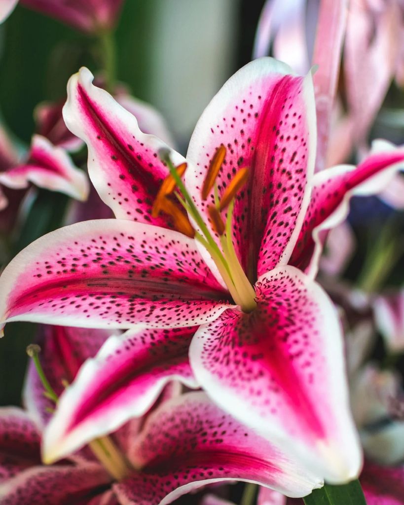 Rosalynd J. Kendall (nee Shelton)