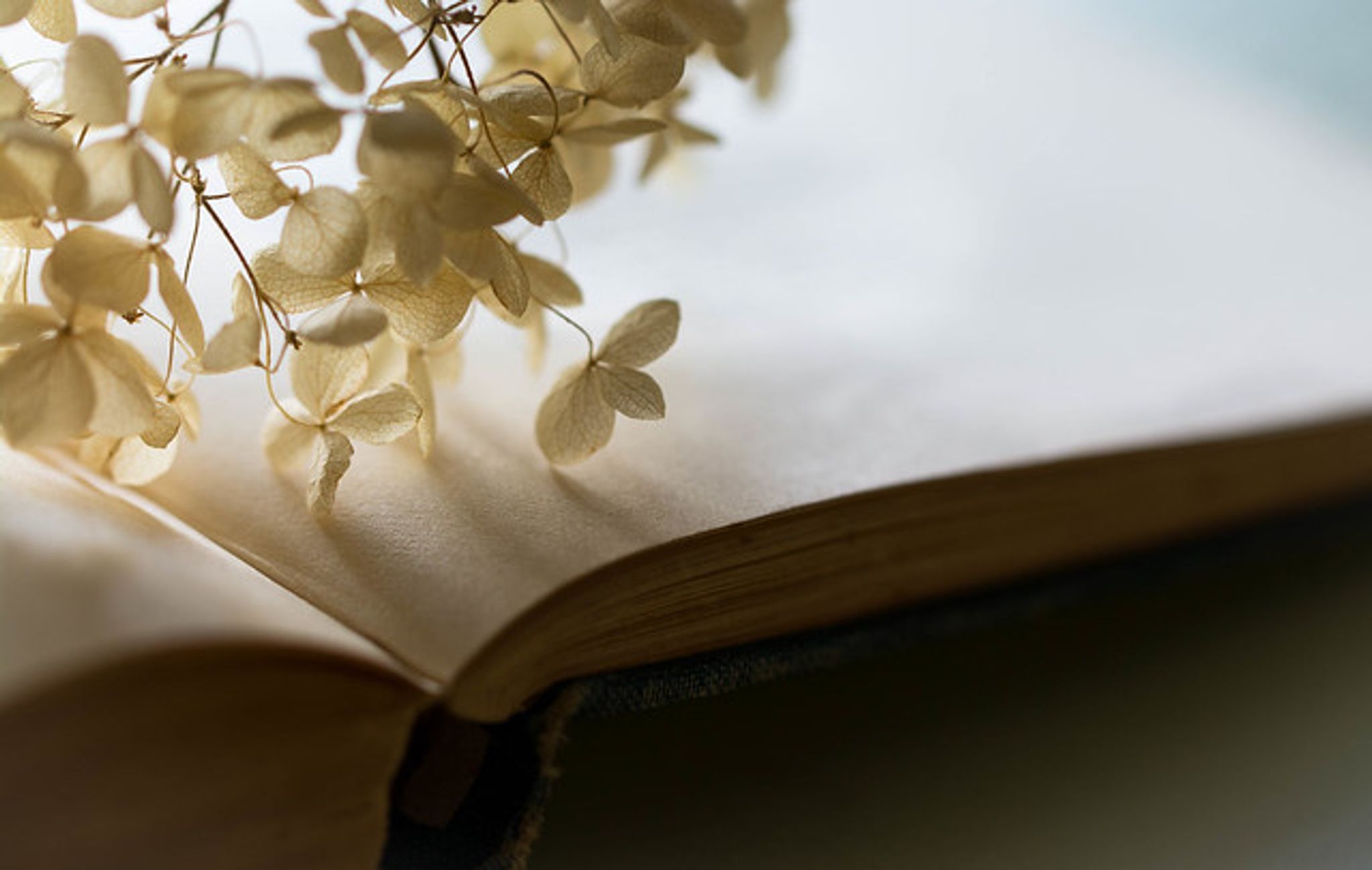 Cover photo for Linda Kathleen Dodero's Obituary