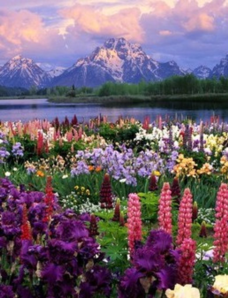 Ann Hogshead Gum Profile Photo