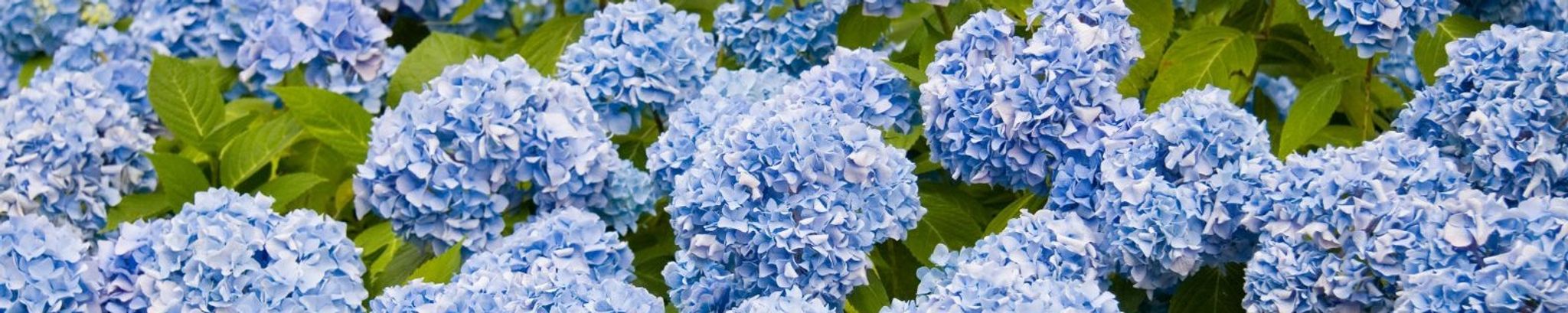 Cover for Inez L. Davasher's Obituary