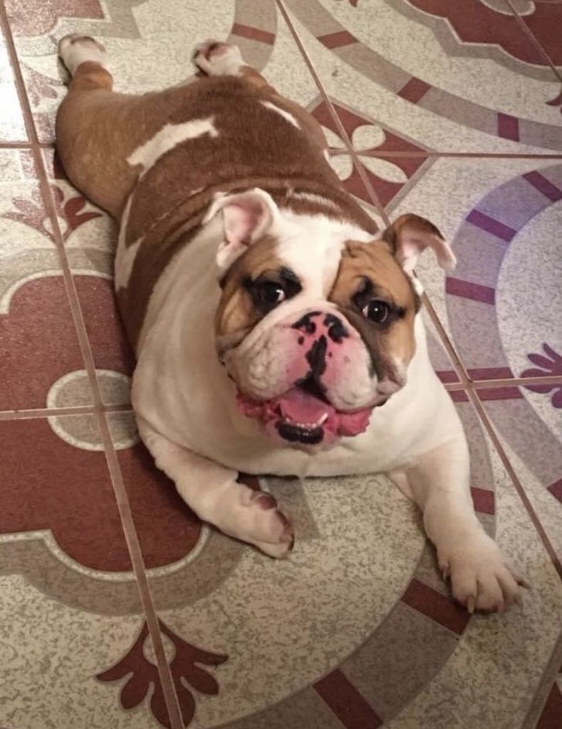 Porky Profile Photo