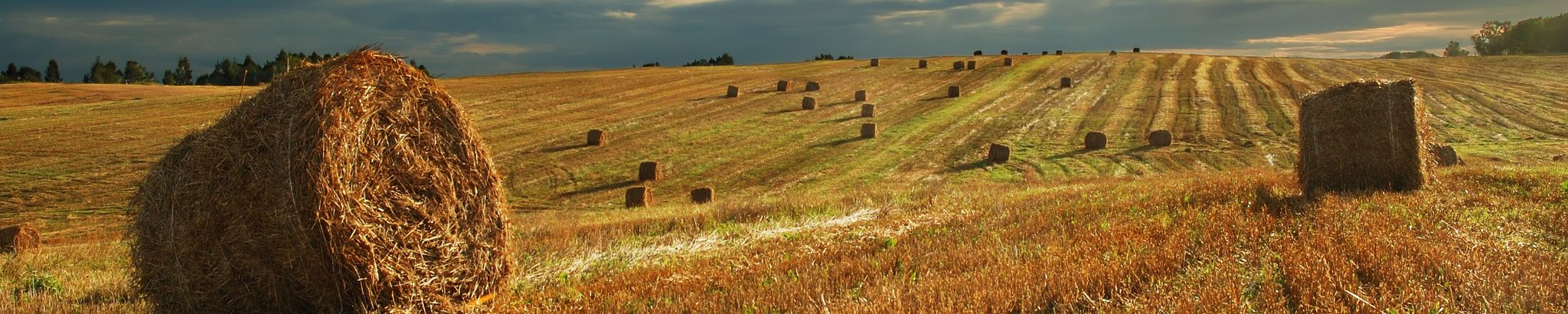 Cover for David E. Gorecki's Obituary