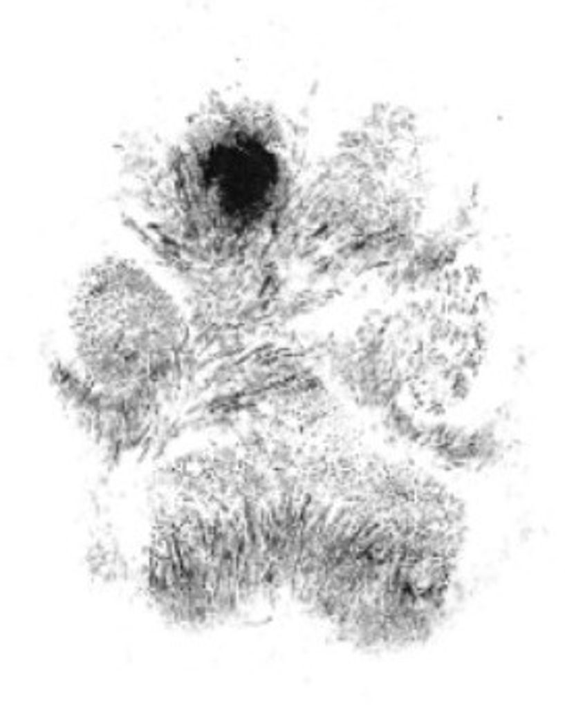Shadow Hatfield Profile Photo