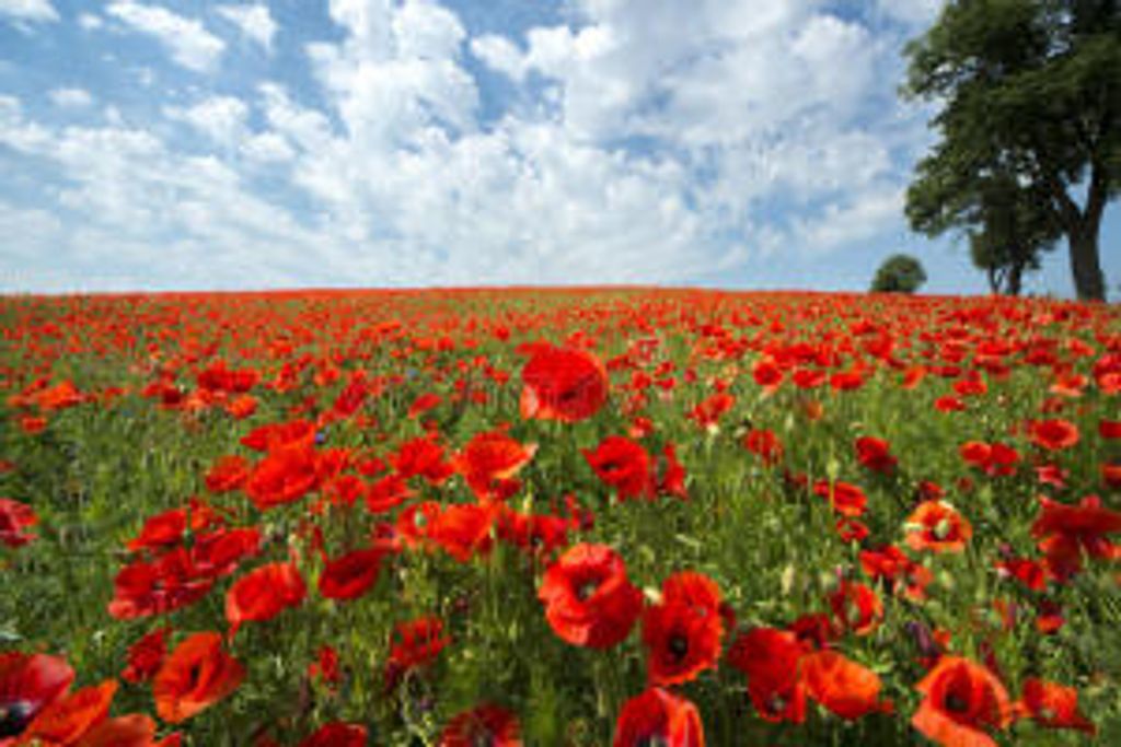 Teodozia (Zwierzak)  Stanczyk Profile Photo