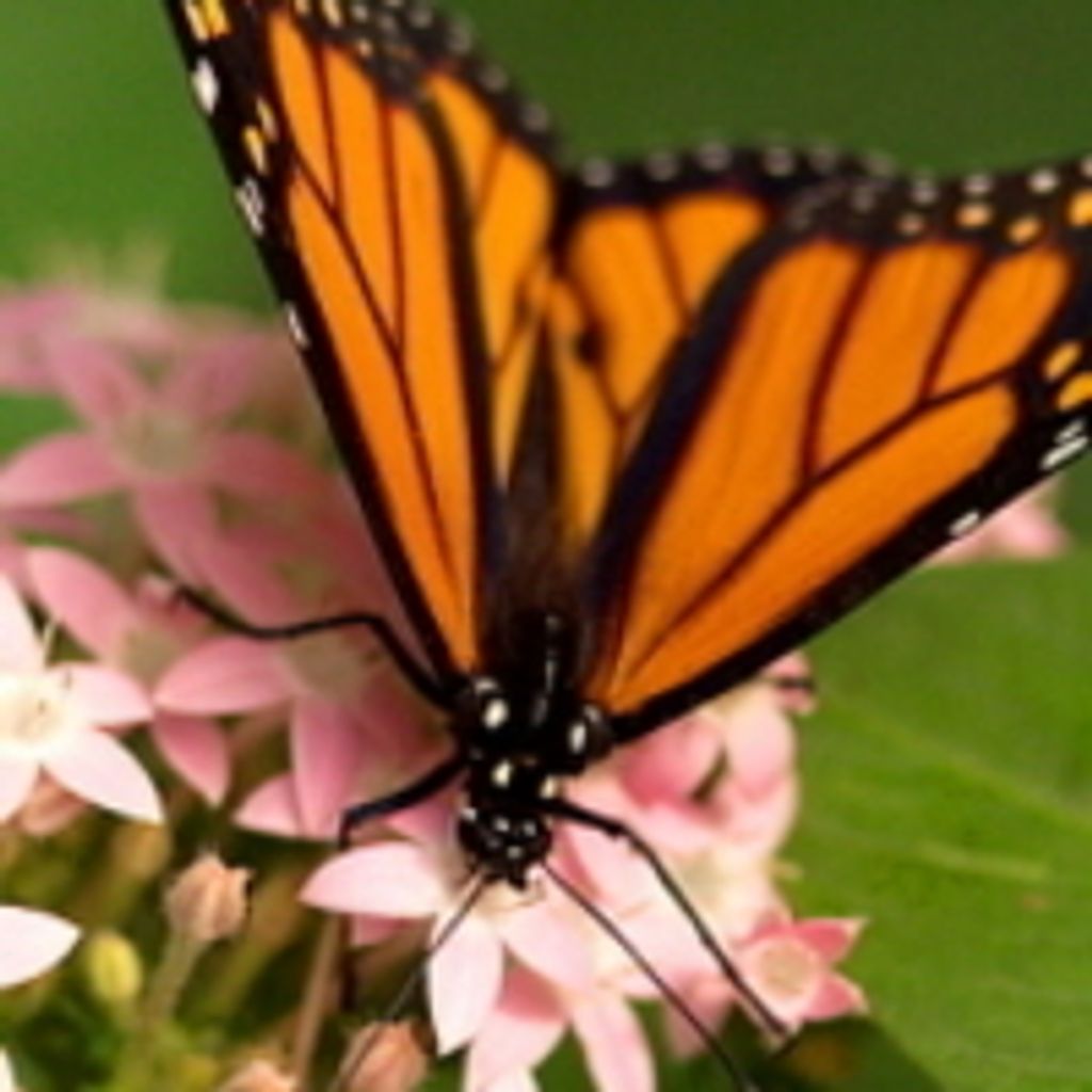 Patricia E. Prouty-Plumb