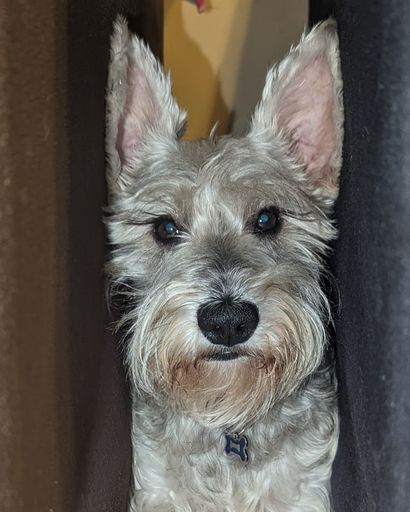 Pepper ?'s obituary image