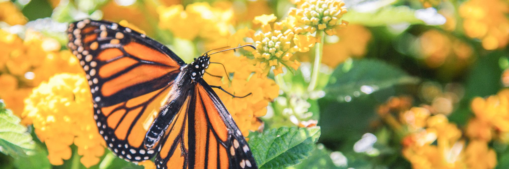 Cover photo for Kathy Mae McAdams Whisnant's Obituary