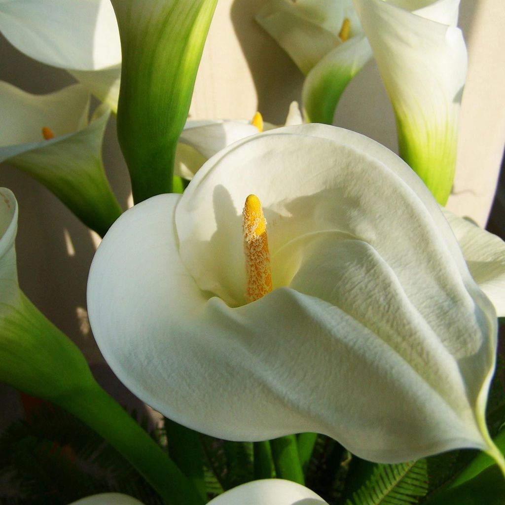 Dennis William Koumoungis