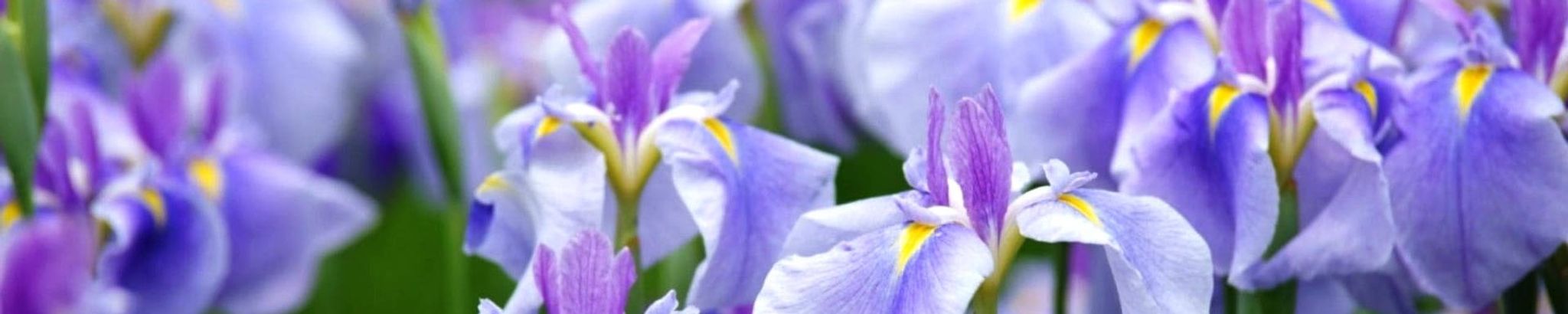 Cover photo for Karen "Susie" Campbell's Obituary
