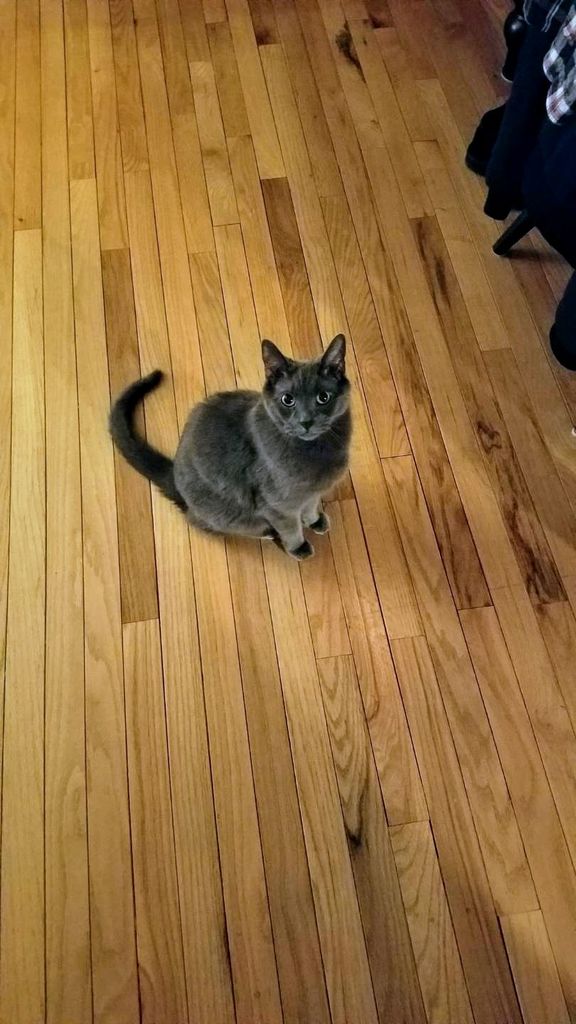 Baby Gray