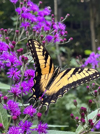 Esmeray Lee Ellen Perkins's obituary image