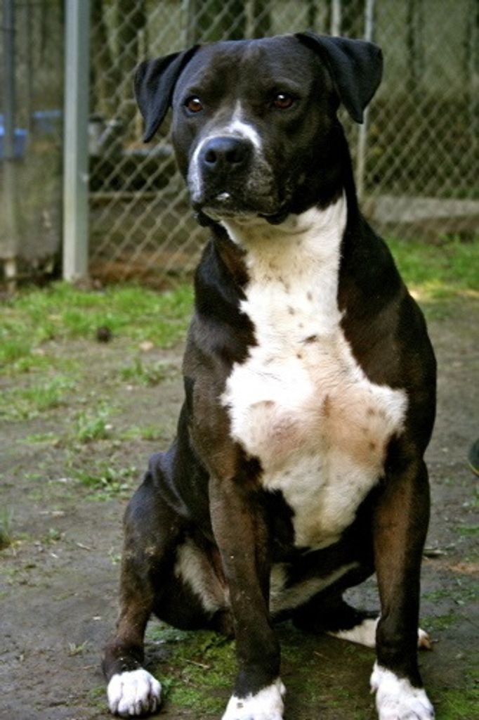 Tiffany Fayette County Animal Rescue