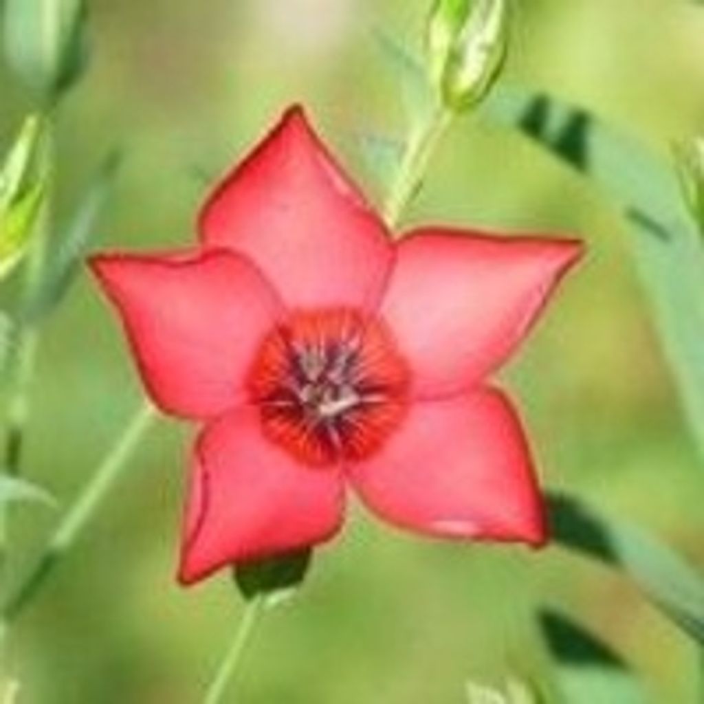 Ruth Ann Mangrum Profile Photo