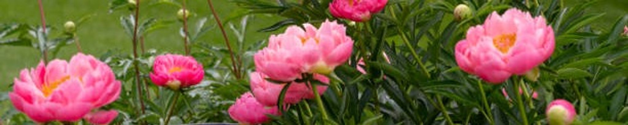Cover photo for Leonora B. Heisel's Obituary
