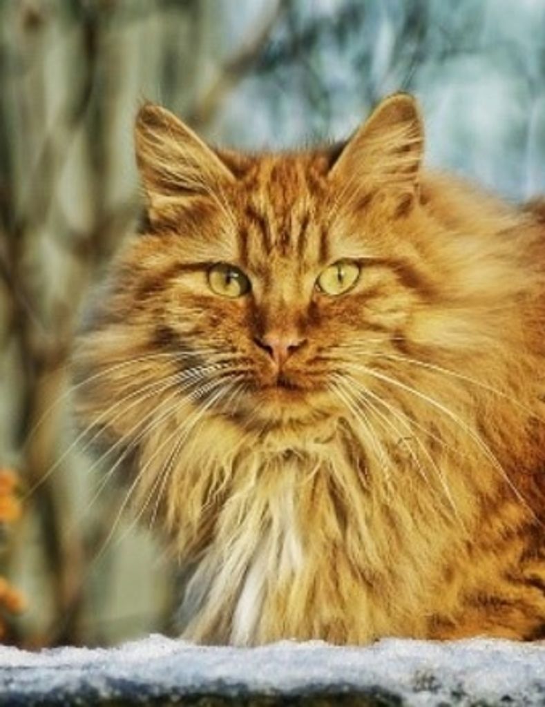 Patsy S Burton Profile Photo