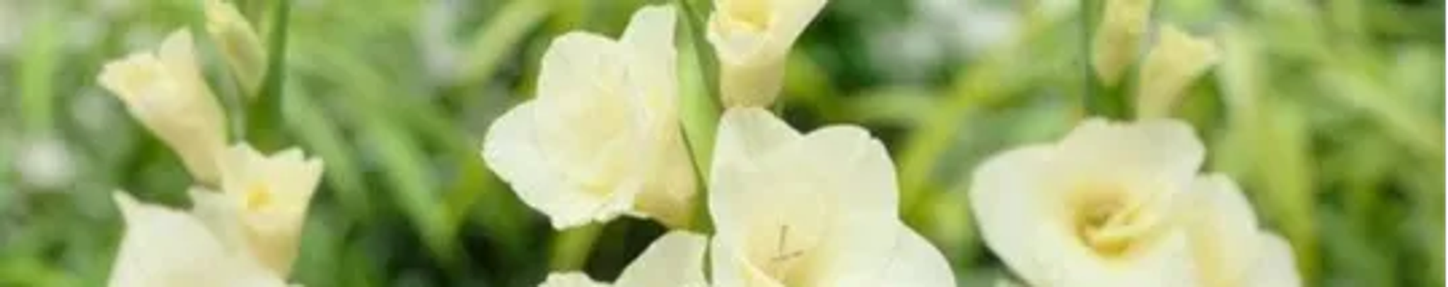 Cover photo for Gloria B. Millard's Obituary