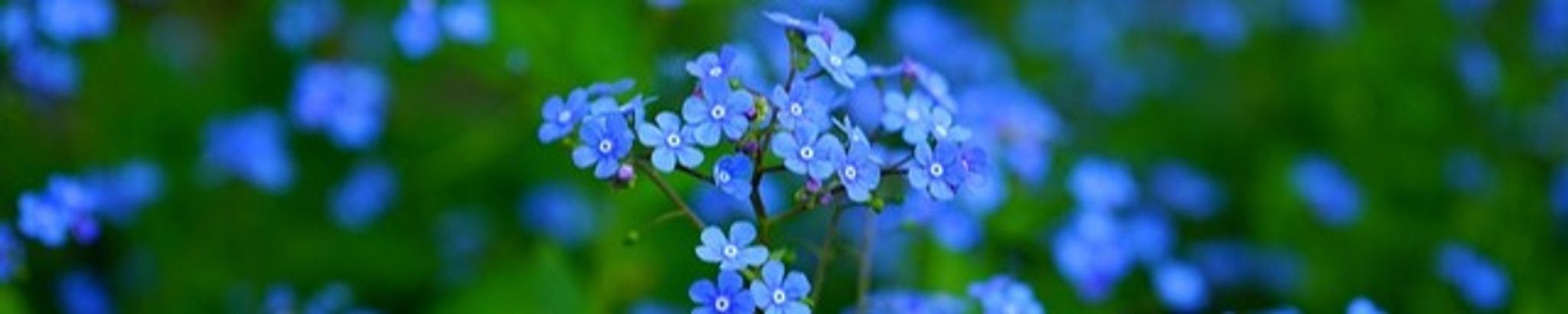 Cover photo for Vera Ruth Martin's Obituary