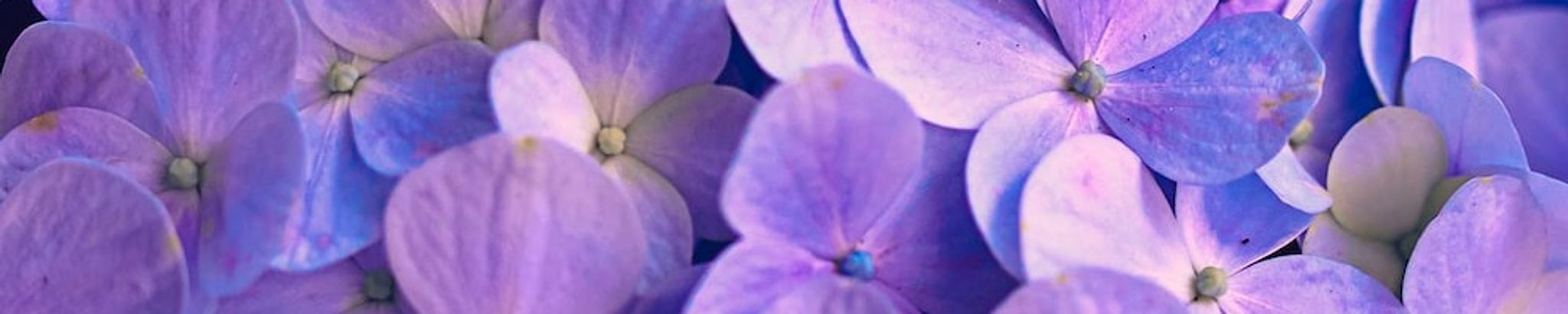 Cover photo for Rachael Salome's Obituary