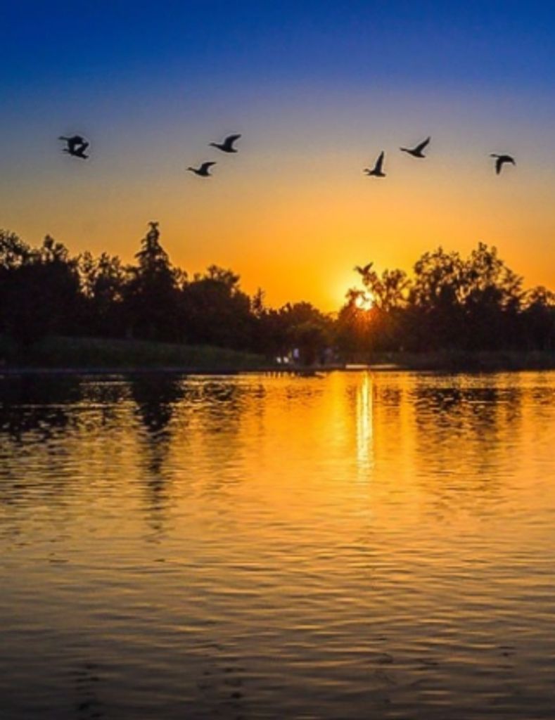 Robert  Charles Lawson